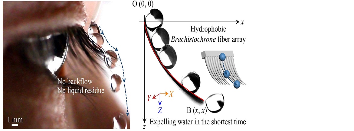 Researchers Reveal How Human Eyelashes Promote Water Drainage