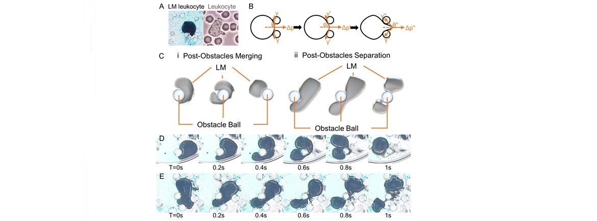 Researchers Create Chemotaxic Biomimetic Liquid Metallic Leukocytes with Versatile Behavior