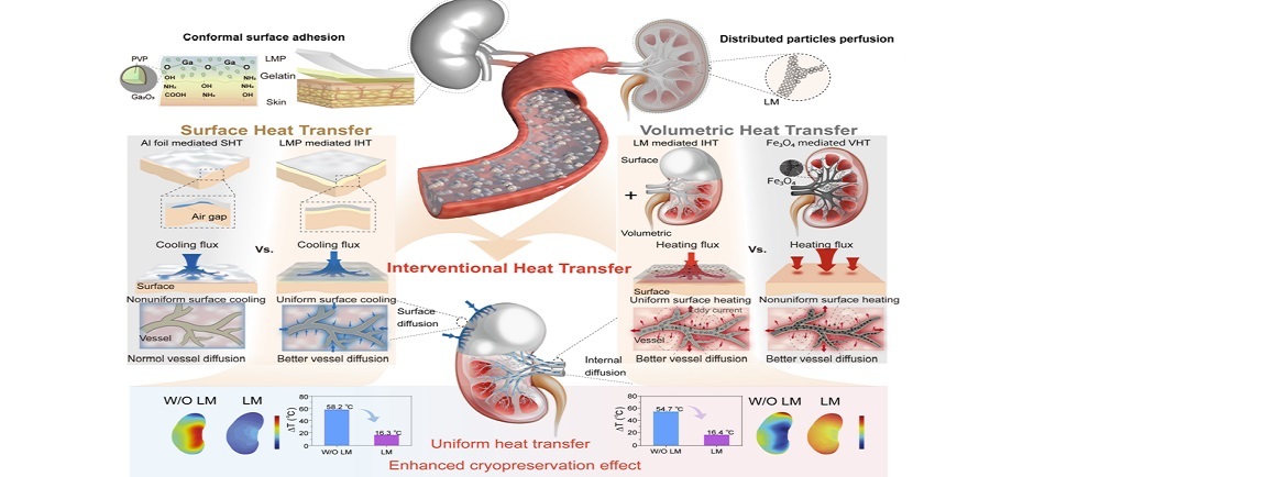 TIPC Develops Liquid Metal Strategy to Break Organ Cryopreservation Bottleneck