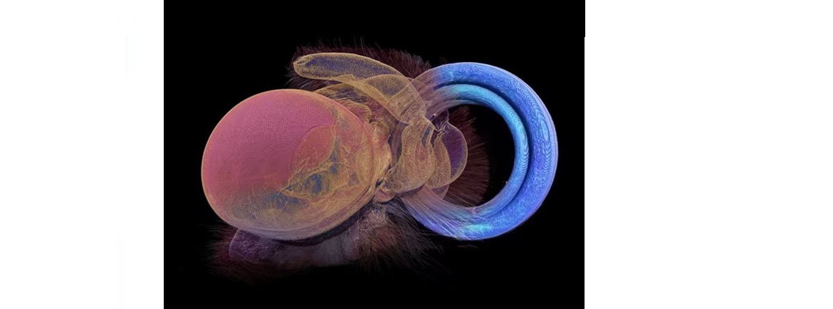 Butterfly-Inspired Technology Could Change the Way We Monitor Air